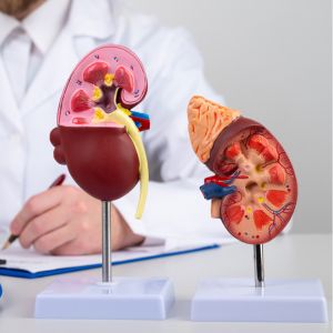 Kidney/Renal Function Test