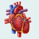 Cardiac Profile-A
