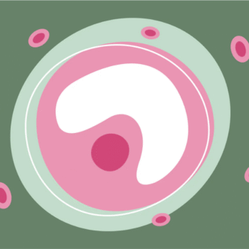 Follicle Stimulating Hormone (FSH)