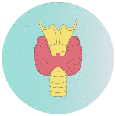 Thyroid