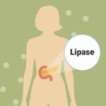 Lipase