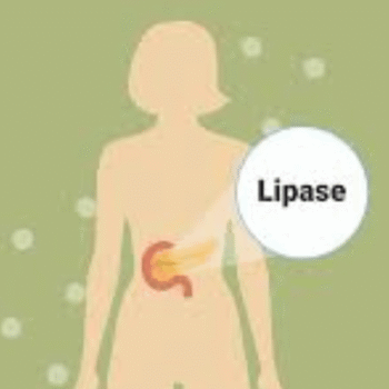 Lipase
