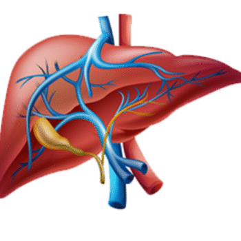 Liver Screening Profile (Basic)